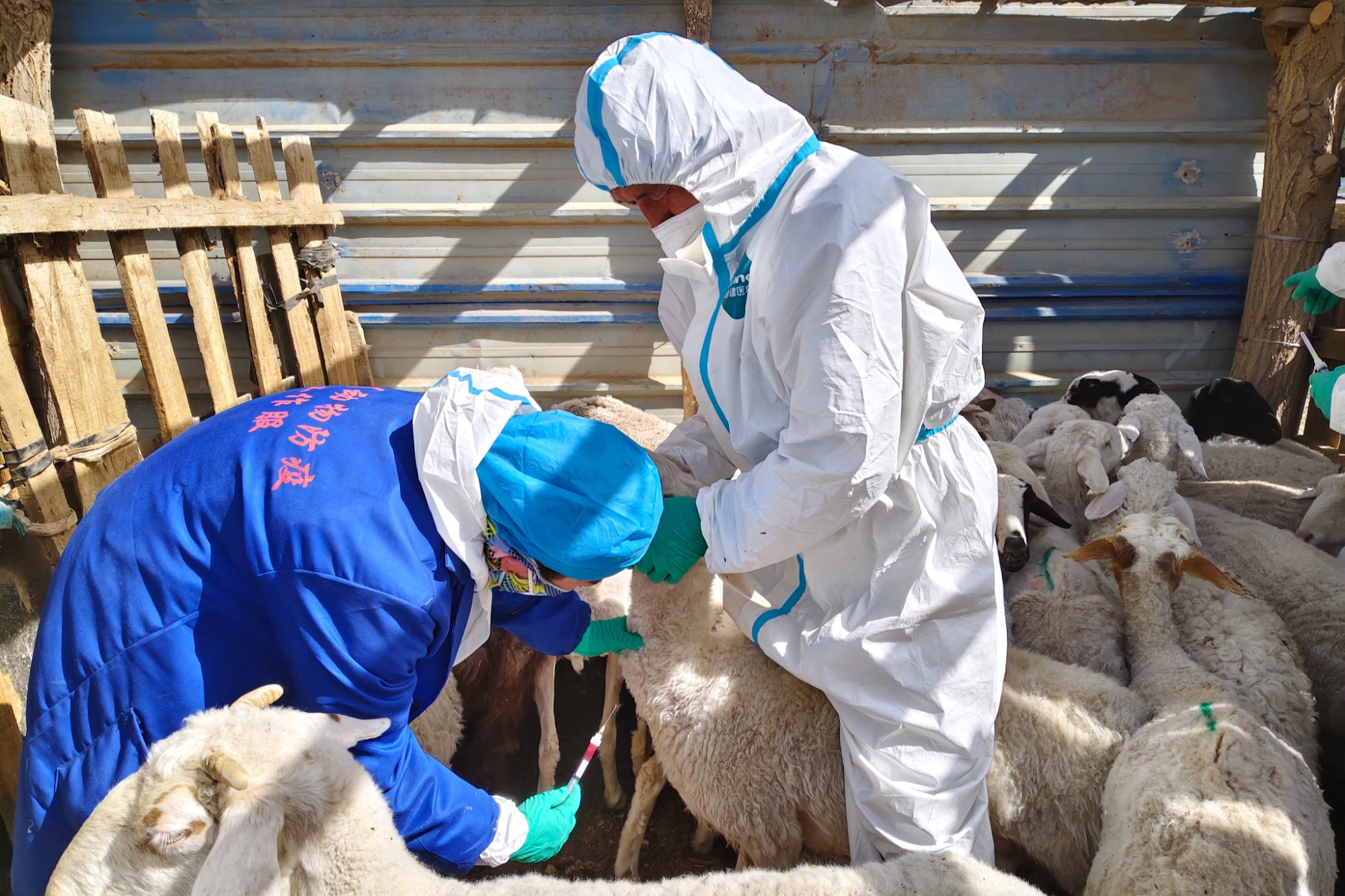 尉犁:加强畜禽疫病监测 确保畜禽养殖健康发展(图1)