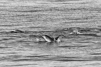 万物和美这生命图景如此灵动(图1)