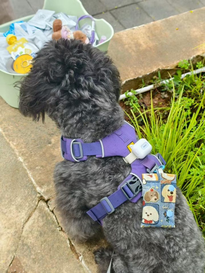 精打细算的年轻人却愿意花大钱让宠物过上“智能生活”(图3)